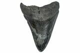 Fossil Megalodon Tooth - South Carolina #293873-1